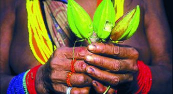 O Diagnóstico do Uso da Terra na Amazônia: exploração madeireira, agricultura e agropecuária
