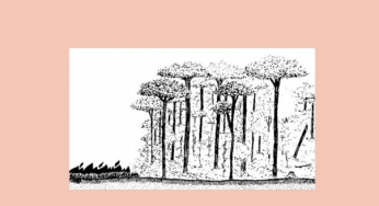 Degradação de Florestas pela Exploração Madeireira e Fogo na Amazônia Oriental Brasileira (nº 20)