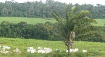 Brazil’s Amazon rainforest farmers debate new land law