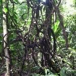 artigocie23 150x150 - Integrating liana abundance and forest stature into an estimate of total above-ground biomass for an eastern Amazonian forest