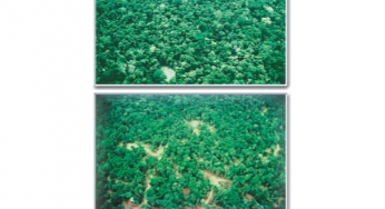 Custos e benefícios financeiros da exploração florestal de impacto reduzido em comparação à exploração florestal convencional na Amazônia Oriental