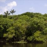 deficiencias na governancia de fundos ambientais 150x150 1 - Deficiências na governança de fundos ambientais e florestais no Pará e Mato Grosso