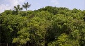 Deficiências na governança de fundos ambientais e florestais no Pará e Mato Grosso