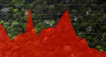 Illegal logging remains rampant in Brazil