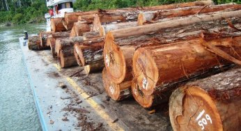 #ImazonNaMidia: Estudo do Imazon sobre exploração madeireira na Amazônia é destaque no site Amazônia Real