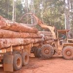 DSCN1942 1 150x150 - Exploração ilegal de madeira cresce 63% em Mato Grosso