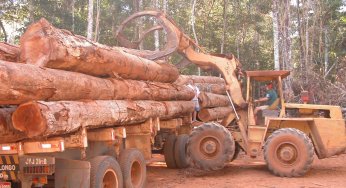 Exploração ilegal de madeira cresce 63% em Mato Grosso