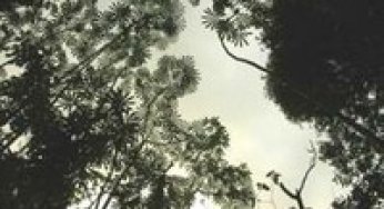 A behavioral model of landscape change in the Amazon basin: the colonist case.