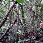 artigocie11 150x150 - Vine management for reduced-impact logging in the eastern Amazon