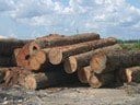 artigocie2 - Costs and benefits of forest management for timber production in eastern Amazon