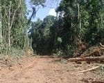 artigocie34 150x120 - A Atividade Madeireira e Desmatamento na Amazônia.