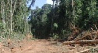 Enforcement against illegal logging in the Brazilian Amazon