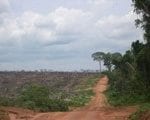 artigocie36 150x120 - Aplicação da lei de crimes ambientais pela Justiça Federal no setor florestal do Pará