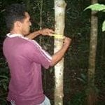 artigocie37 150x150 - As vantagens da colheita planejada de madeira na Amazônia.