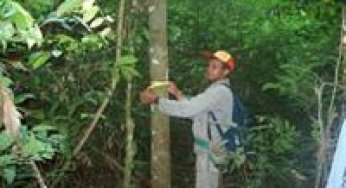 Zoneamento de Áreas para manejo florestal no Pará.