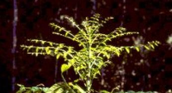 The Sustainable Management of Swietenia Macrophylla