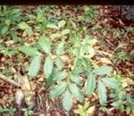 artigocie7 150x130 - Extraction of a high-value Natural Resources from Amazonia: The case of Mahogany
