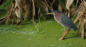 Downgrading, Downsizing, Degazettement, and Reclassification of Protected Areas in Brazil