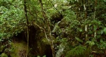 Flonas para uma Amazônia Florestal