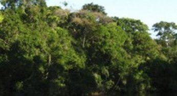 Código Florestal: como sair do impasse?