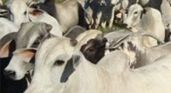 Expomeat: Radar Verde mostrará como produzir mais carne na Amazônia sem desmatar