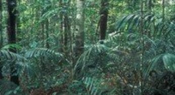 Accuracy assessment of remote sensing products using airborne videography: a case study from Rondonia, Brazil.