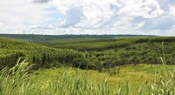 Análise de termos de ajustamento de conduta para a recomposição de passivo ambiental de imóveis rurais no Pará