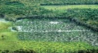 Áreas Protegidas Críticas na Amazônia Legal