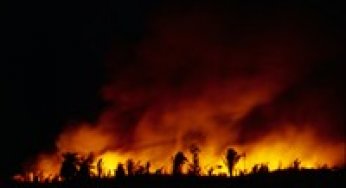 Impacts of logging and fire on the composition and structure of transitional forests in Mato Grosso.