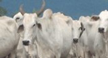 Ranching in the Brazilian Amazon in a national context: economics, policy and practice.