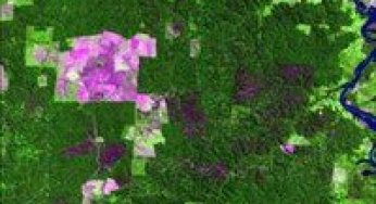 The Changing Rates and Patterns of Deforestation and Land Use in Brazilian Amazônia.