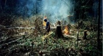 Biomass collapse and carbon emissions from forest fragmentation in the Brazilian Amazon