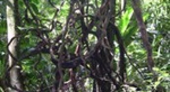 Changes in liana abundance and species diversity eight years after liana cutting an logging in an eastern Amazonian forest.