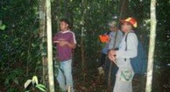 Algunas pautas sencillas de manejo puden ayudar en la ordenación sostenible de la caoba de hoja grande en los neotrópicos.