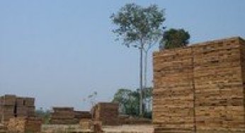 Brazil´s bold initiative in the Amazon: a proposed new system of forest concessions in the Brazilian Amazon would reshape the logging industry there.