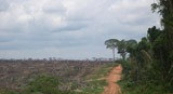 New Brazilian Environmental Crimes Law: an analysis of its effectiveness to protect the forests of Amazônia