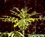 artigocie4 1 150x122 1 - Growth response by big-leaf mahogany (Swietenia macrophylla) advance seedling regeneration to overhead canopy release in southeast Pará, Brazil.