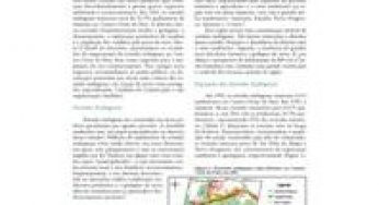 Avanço das Estradas Endógenas na Amazônia