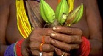 Biodiversity in the Brazilian Amazon