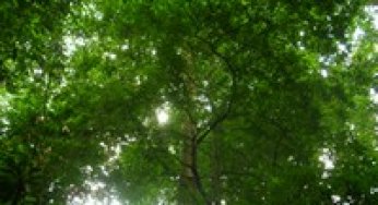 Bosque para Siempre: Manual para la Producción de Madera en la Amazonía.