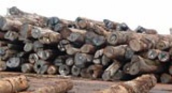 Can Law Save the Forest? Lessons from Finland and Brazil