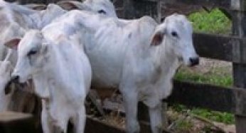 Cattle Ranching in the Amazon: trends and implications for environmental conservation.