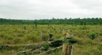 Combate a crimes ambientais em Áreas Protegidas no Pará