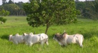 Como desenvolver a economia rural sem desmatar a Amazônia?