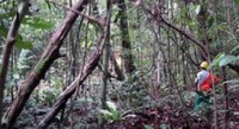 Custos e benefícios financeiros da exploração florestal de impacto reduzido em comparação à exploração florestal convencional na Amazônia Oriental