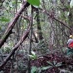 congresso32 150x150 - Otimização da localização da infra-estrutura de exploração de impacto reduzido na floresta amazônica.