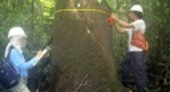 Estimativas de biomassa e carbono e indicadores para restauração de florestas secundárias em Paragominas, Pará
