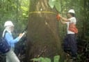 estimativas de biomassa - Estimativas de biomassa e carbono e indicadores para restauração de florestas secundárias em Paragominas, Pará