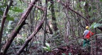Taller de manejo comunitario y certificacion forestal en Latinoamérica: Resultados y propuestas.