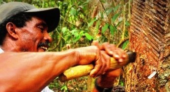 Unidades de conservação da Calha Norte: desafios e oportunidades para conservação e uso sustentável